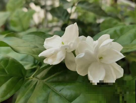 香味好闻的5种花，家里养一盆，清新又舒适！