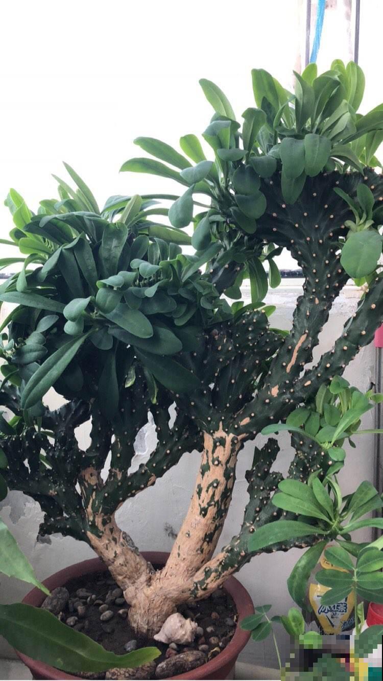 别看这花浑身都是刺，放在客厅里，有光就能长！