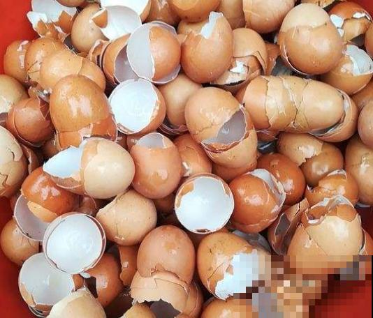 蛋壳养花5大用处，教你养出萝卜根，叶子茂盛挤爆盆！