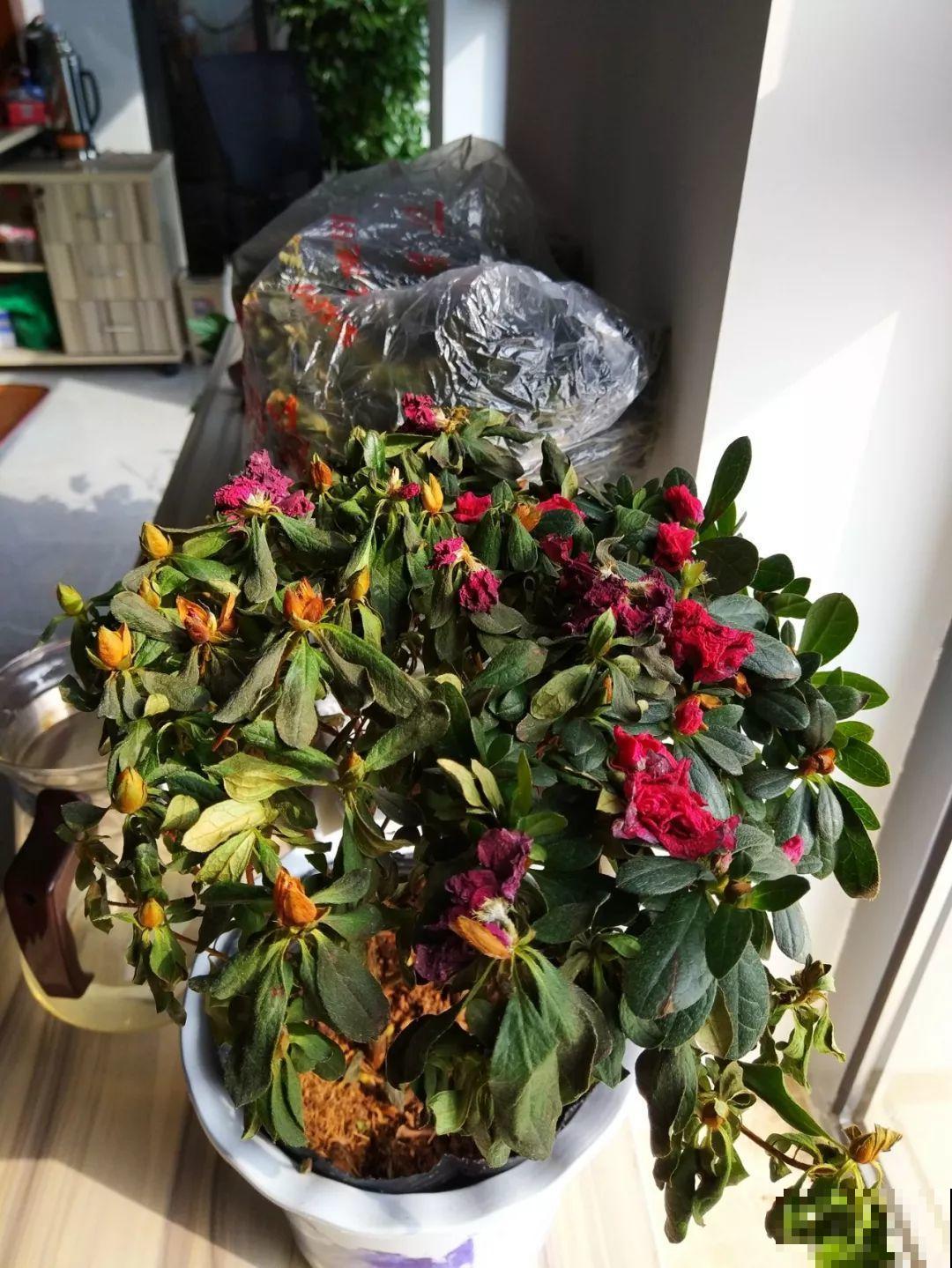假期延长20天，家里的花全都蔫巴巴，抓紧救，还能活！