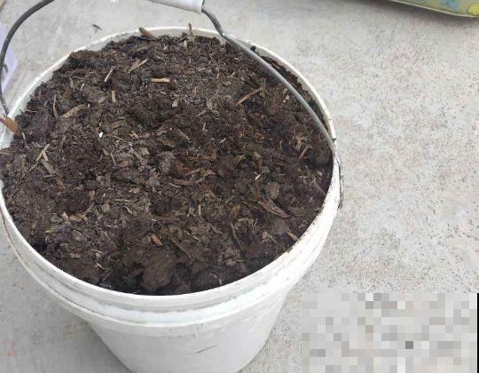 给花换盆的季节到啦，换完每月蹿一截，新叶子呼呼长！