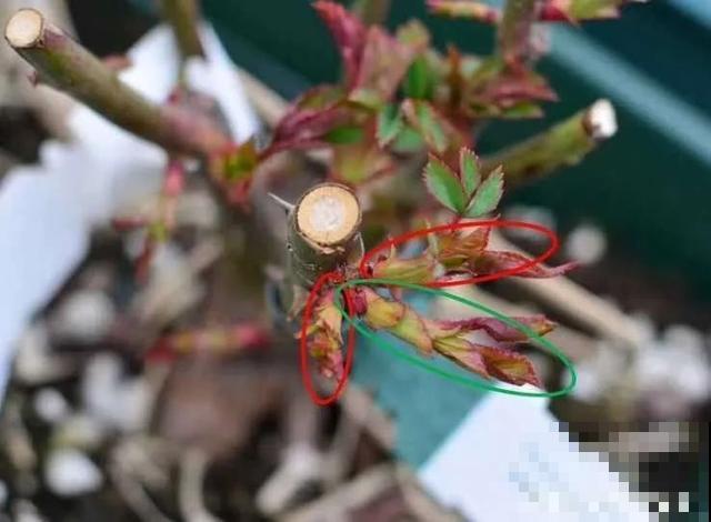 养花就得勤“掐”，别心疼，掐完才能呼呼冒芽