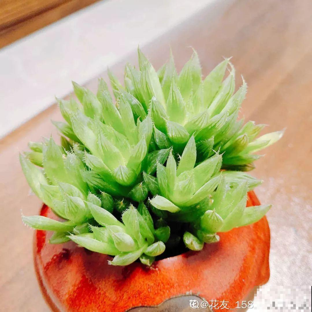 过年的酒瓶别扔，种上多肉美翻天，花盆都不用买了！