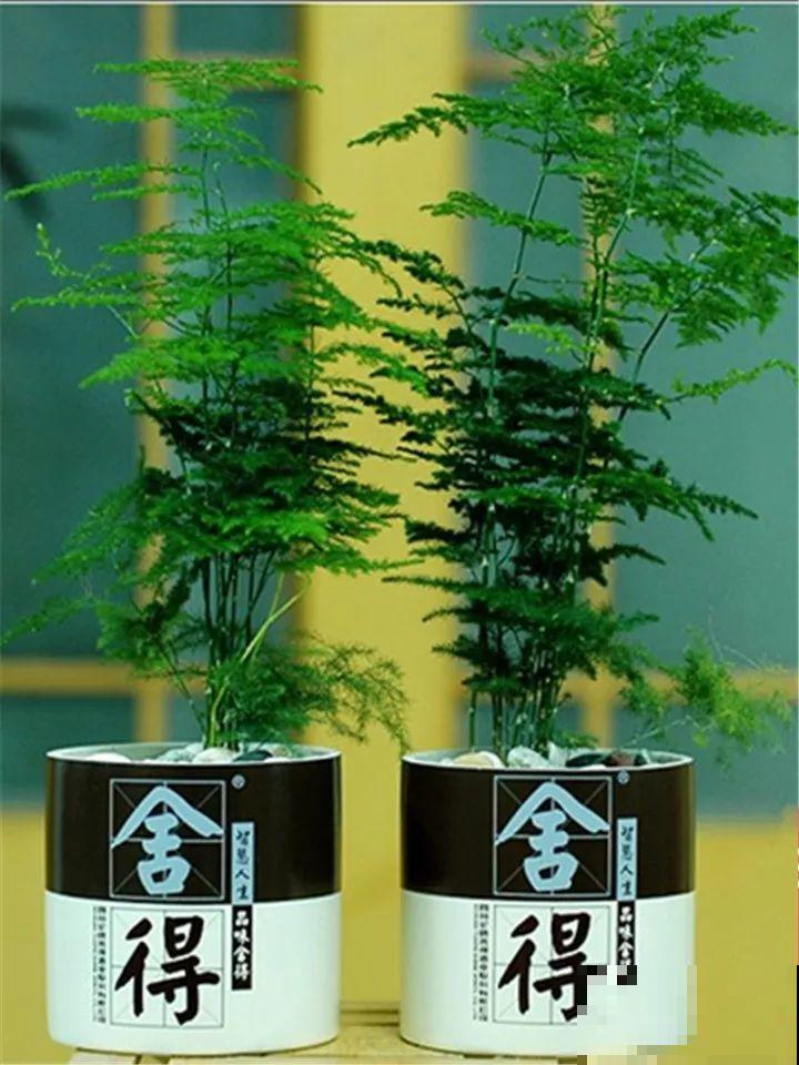 酒瓶子舍不得扔，做成花盆，美到你认不出来！