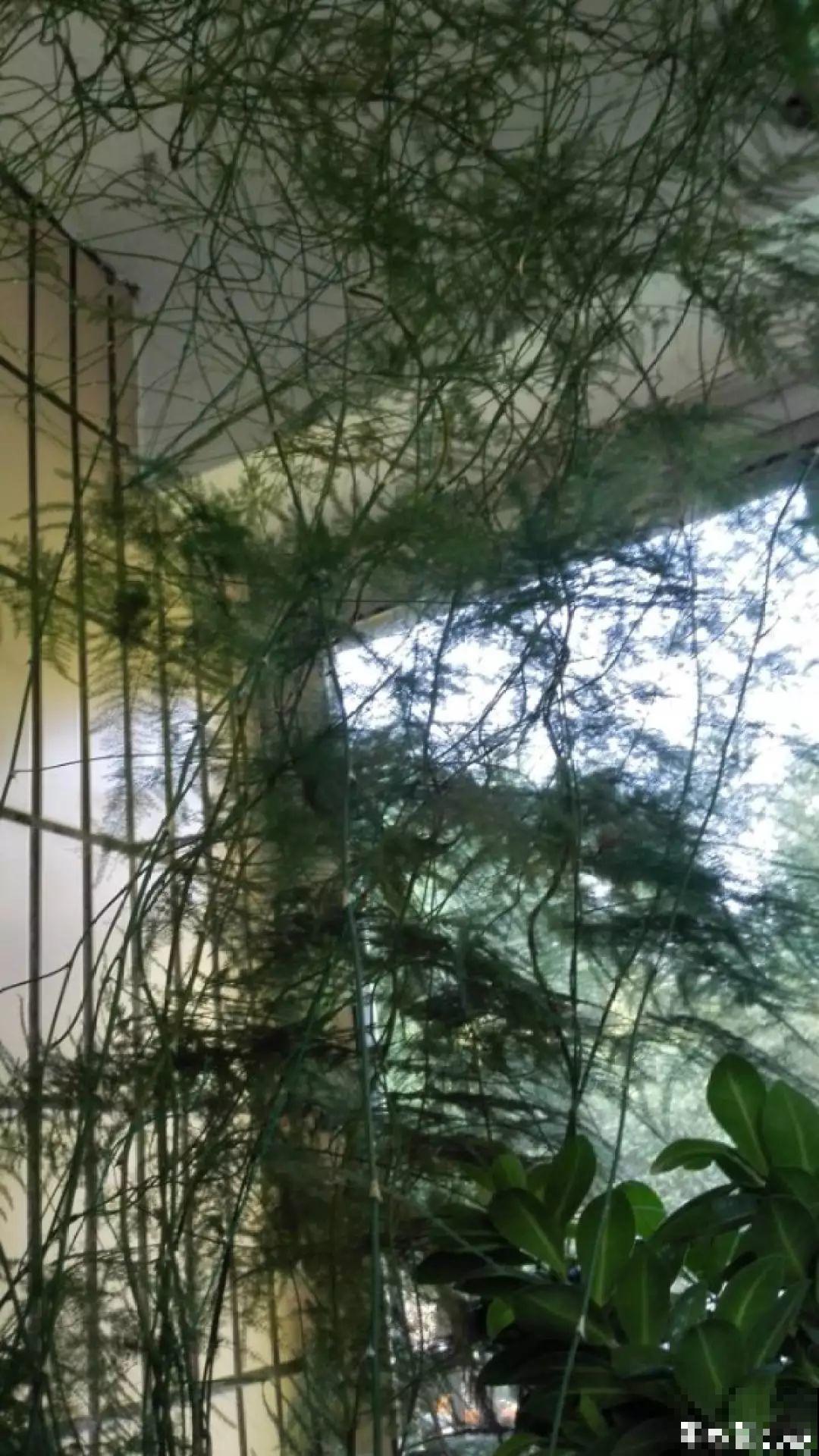 20种爬藤花，早春种一棵，能开满整个花架！
