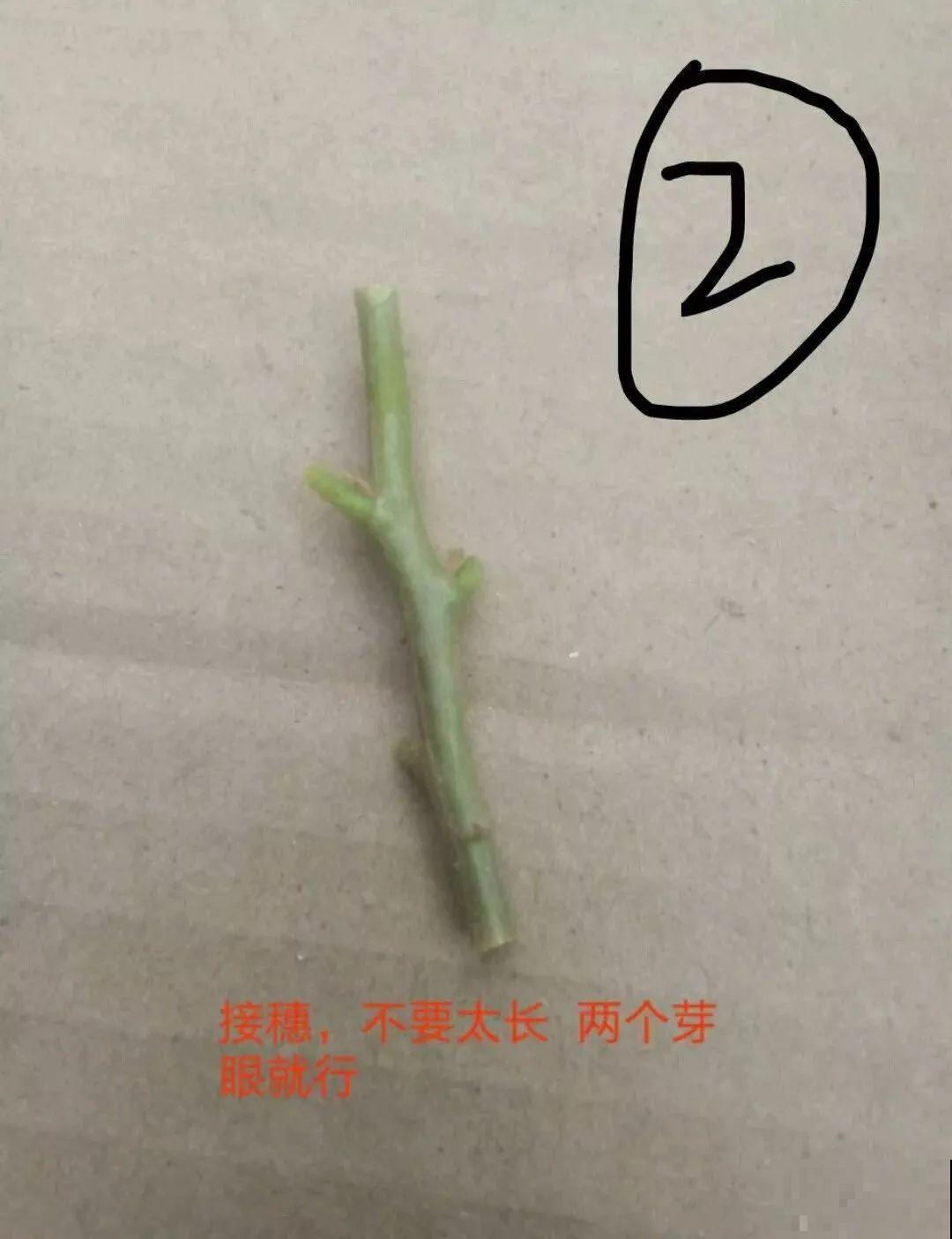 3棵茶花绑一绑，1年变成大老桩，懒人也能养成！