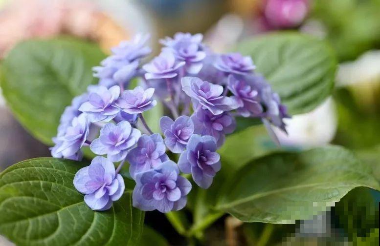 干净明亮的小窗台，适合养这花，谁见都夸漂亮！