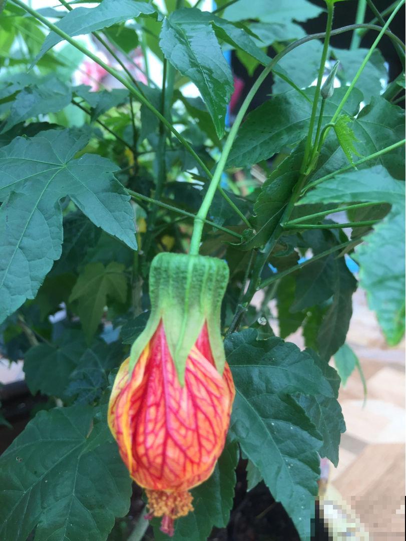 日这花开花像小铃铛，一年能开5个月，真“超长待机”
