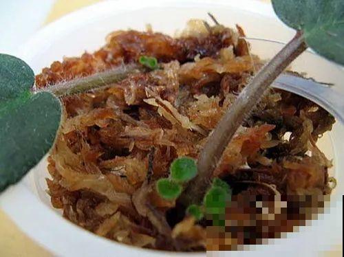开完花的蟹爪兰，叶子摘一摘，放在梳子上遇水就生根！