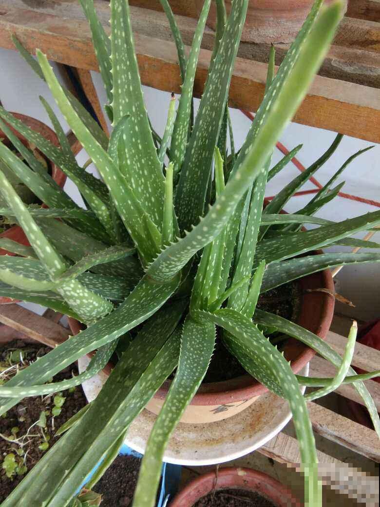 最好养的芦荟，冬天也要注意这几点，否则明年春就得扔！
