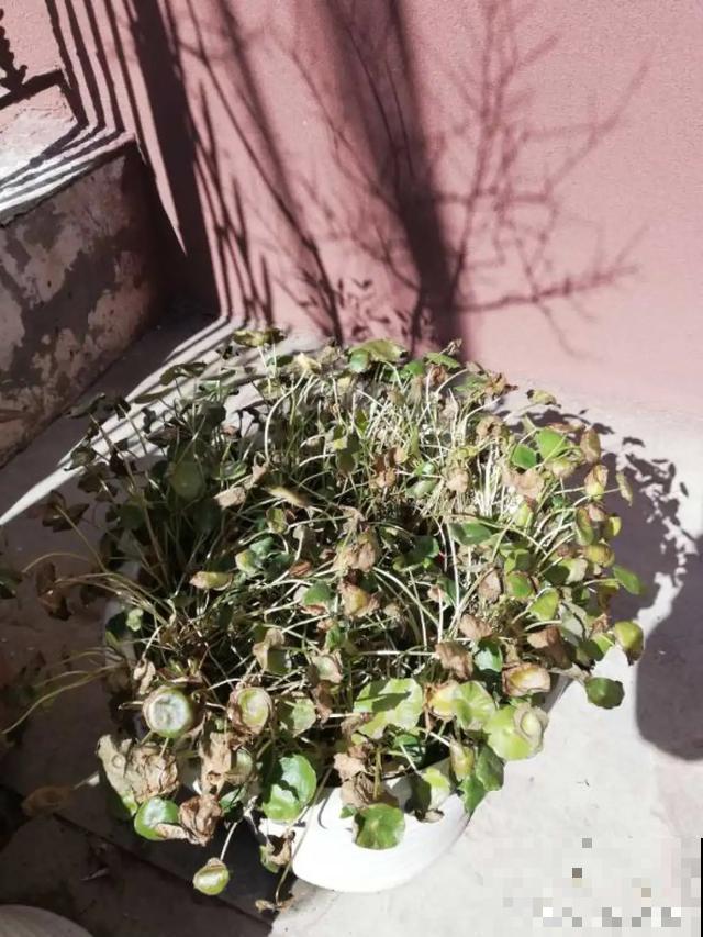 养花就得勤“掐”，别心疼，掐完才能呼呼冒芽