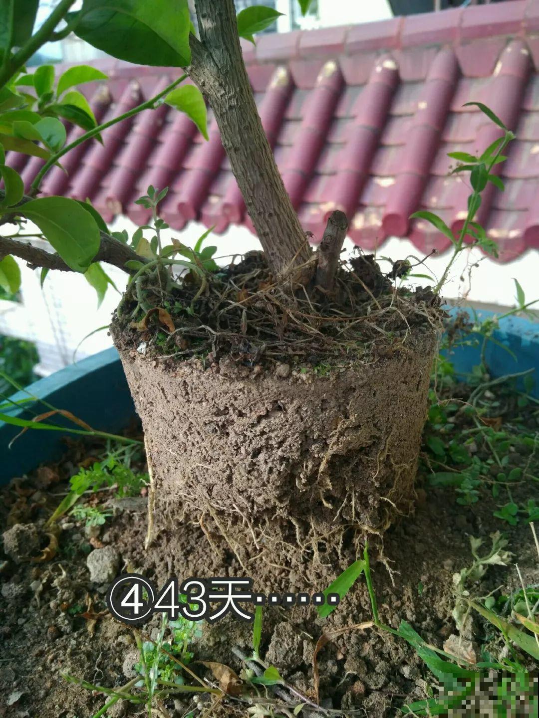 三角梅、月季用最简单的扦插法，塑料瓶套上就生根，懒人也会做！