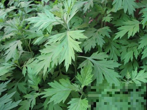 农村一种野草，能做菜能入药，还能泡脚驱寒，对女人身体好！