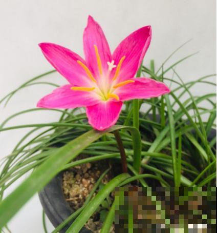 这花太能生了，一年挖出一麻袋，满院子都开花！