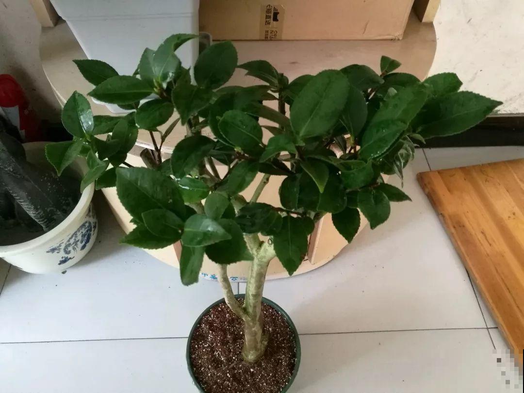 遇到这种情况，冬天也得换盆，不然花就危险了！