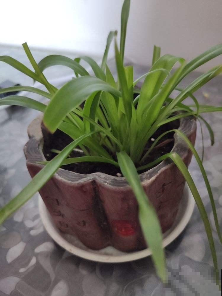 为啥家里的吊兰花纹都消失？原来这点没做好，再不注意就变草
