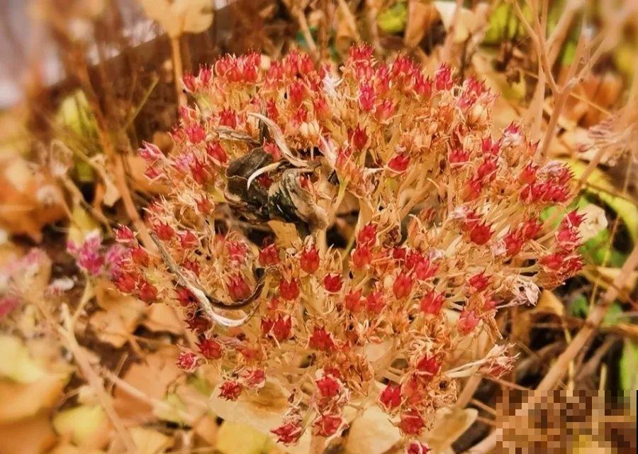 养这花才省心，掉片叶子下来，砖缝里也能长！
