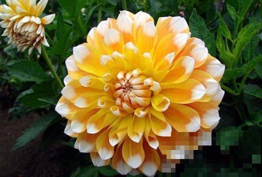 农村一种地瓜花，花开碗口大，居然还是老外的国花？