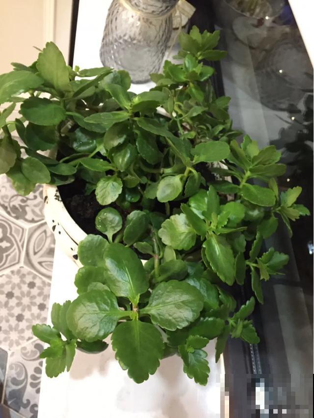 养花就得勤“掐”，别心疼，掐完才能呼呼冒芽