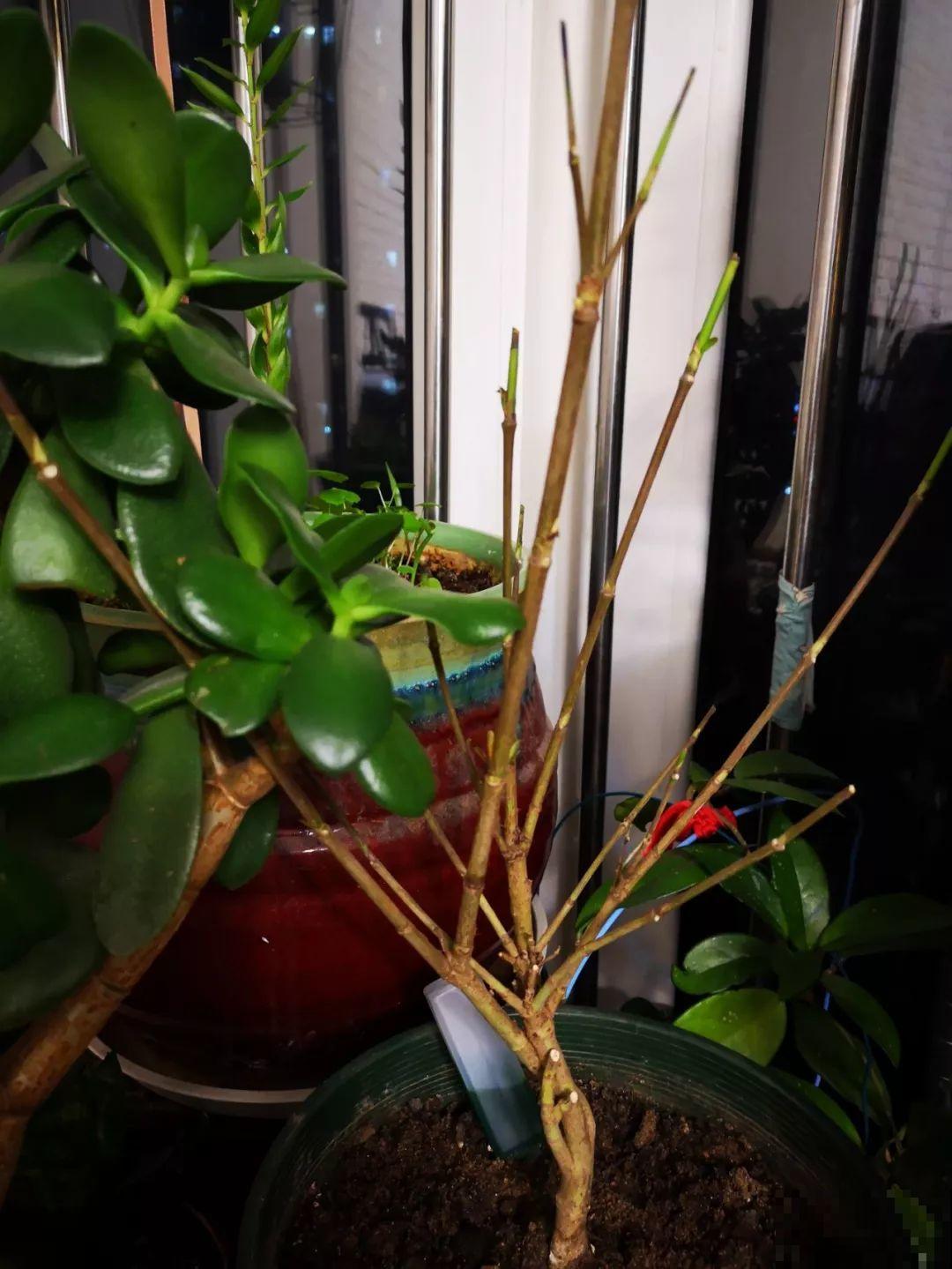 假期延长20天，家里的花全都蔫巴巴，抓紧救，还能活！