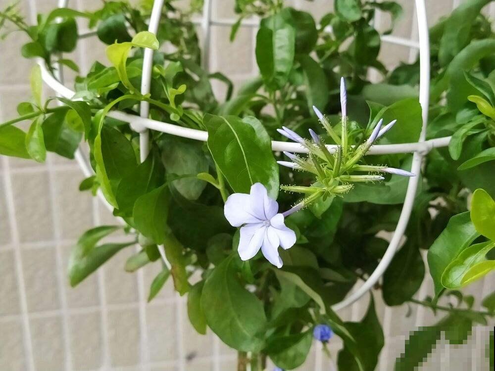 这种养花工具得会使，养花不用愁，一整年都蹭蹭长