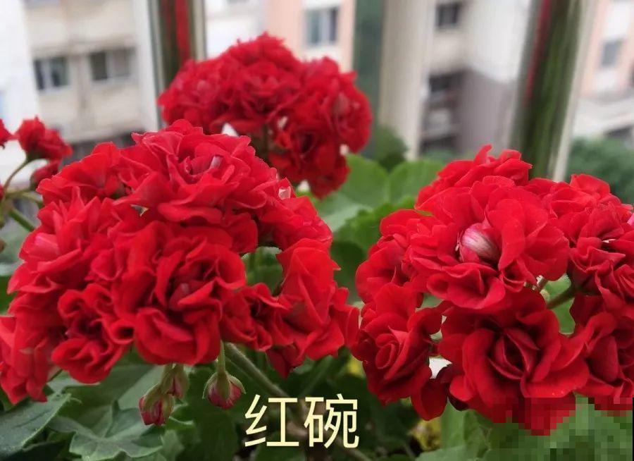 干净明亮的小窗台，适合养这花，谁见都夸漂亮！