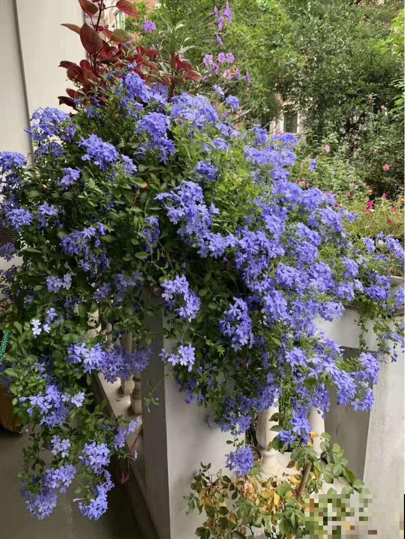 植物界的3种“雪花”，居然是在夏天开的，你见过几种？