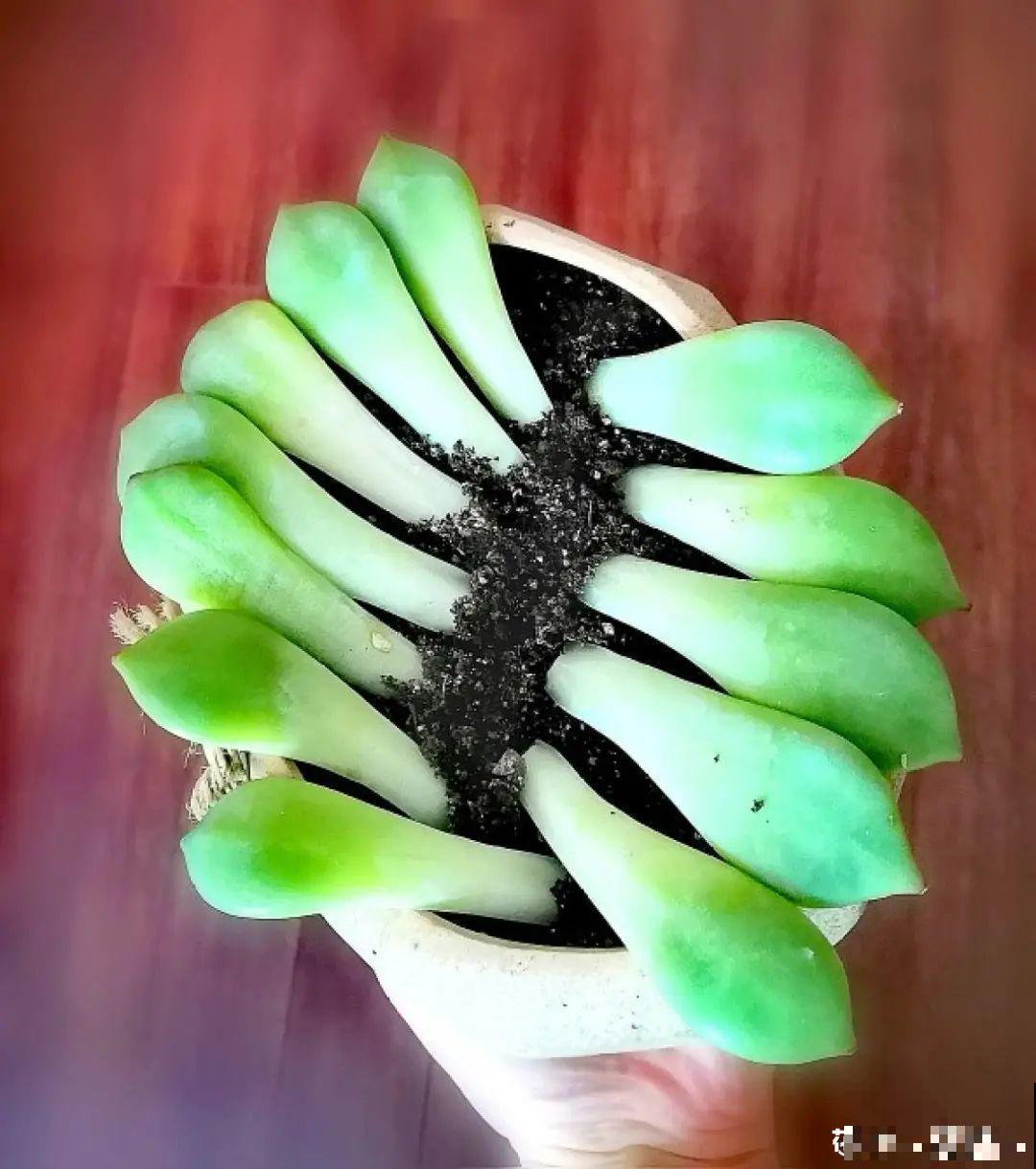 开完花的蟹爪兰，叶子摘一摘，放在梳子上遇水就生根！