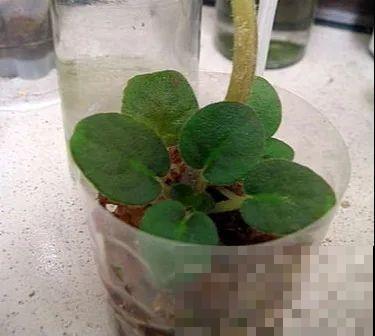 开完花的蟹爪兰，叶子摘一摘，放在梳子上遇水就生根！