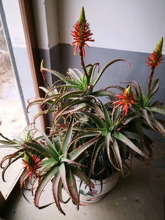 25年的芦荟，长成胳膊粗大老桩，年年开出“吉祥花”！