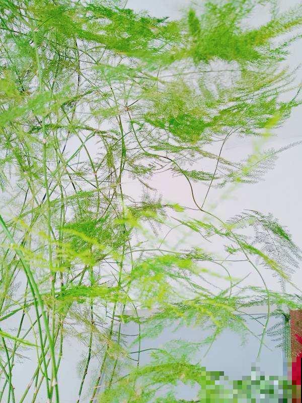 绿萝喂勺白糖水，叶子嗖嗖爬上墙，特好使