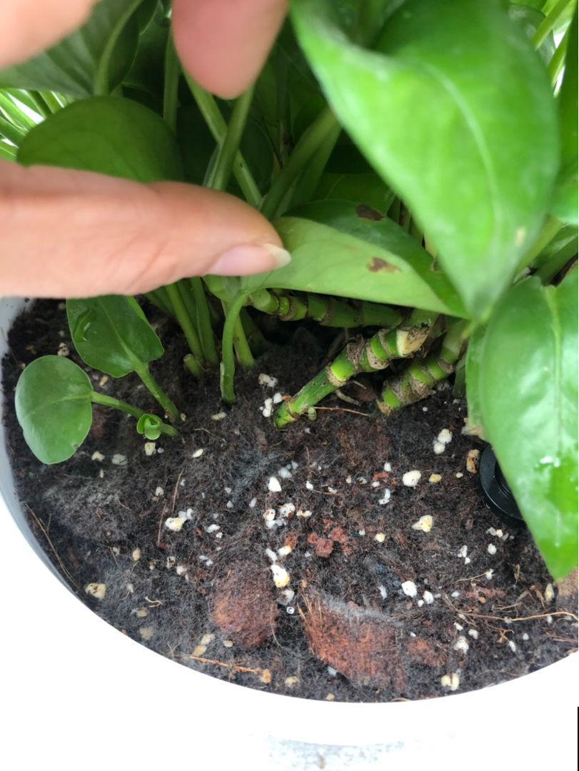 土壤表面长出这个，就得赶紧换盆，否则半月花就死翘翘