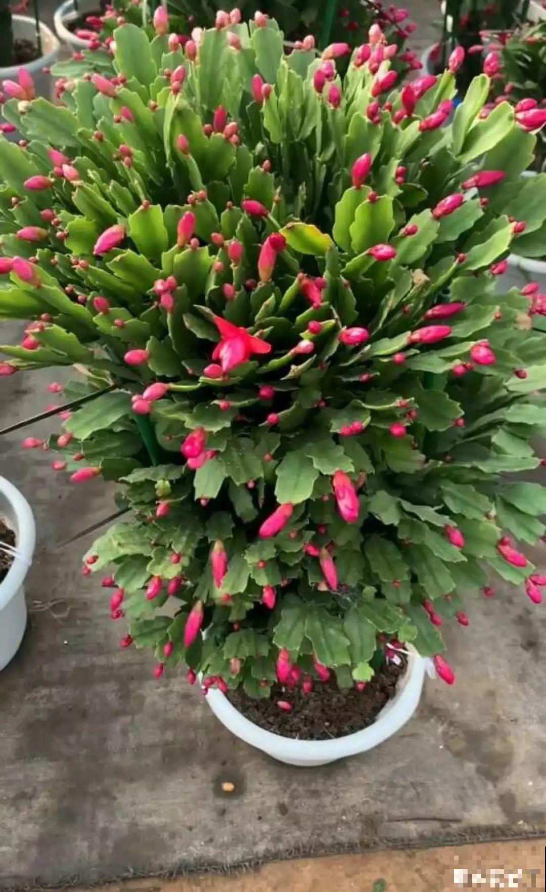 这6种花，现在扦插最好活，摘片叶子照样生根！