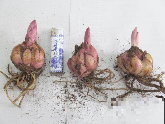 百合花的最佳种植时间到了，挑个好球埋土里，2个月就开花！