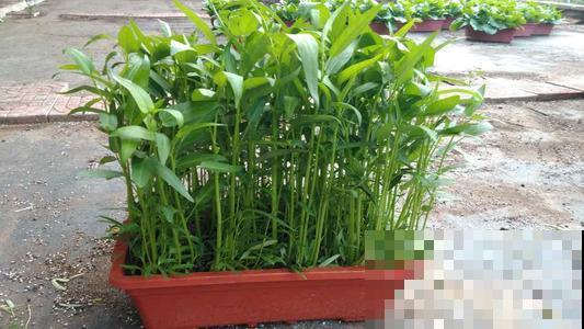 这菜吃不完就扔花盆里，1个月后又能吃，长势茂盛收获不断！