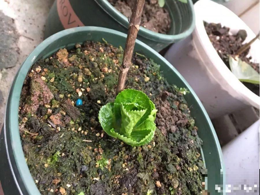 这3种肥料，月季盆里加一点，蹭蹭冒芽还不招虫！