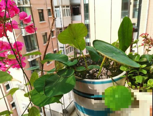 春天适合种一盆碗莲，浇多少水都没事，开花香远益清！