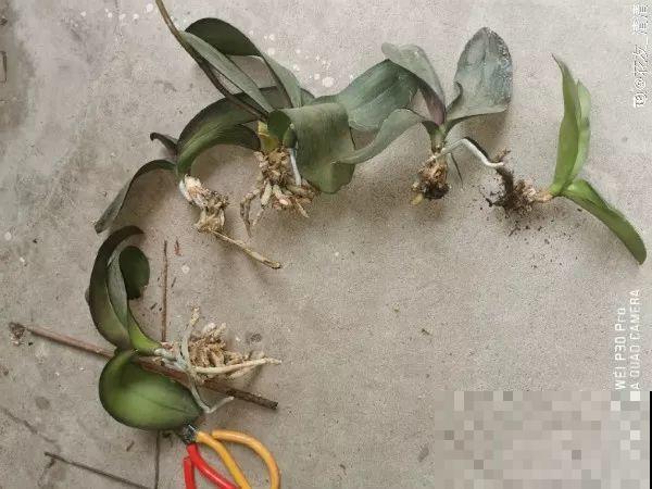 换盆时间到了，家里有这花，换完就窜新芽！