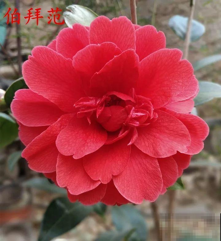 冬天必养的花，竟然有30个品种，最稀罕的是这个颜色！