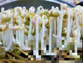 不想去超市人挤人买菜，不如在家发点绿豆芽，两三天就搞定！