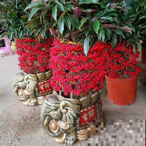 新春就养金玉满堂，满盆的果子红似火，一盆就点亮整个家！