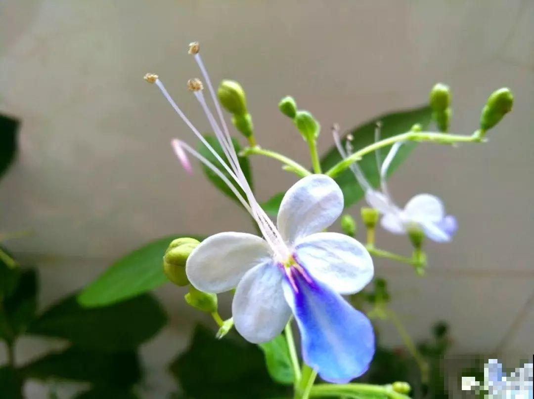 15种花，2020年很流行，许多都是新面孔，养了就上瘾！