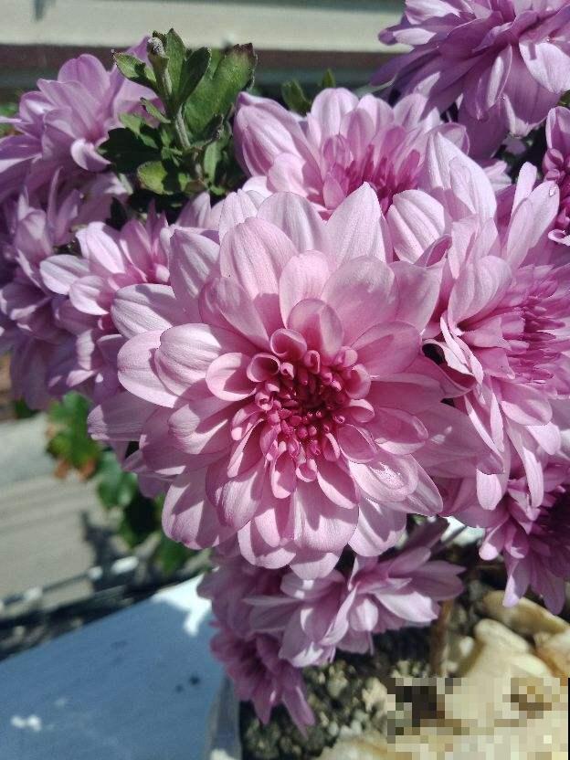 在家闷着，不如给花拍照，“5个”拍花小技巧，照片称霸朋友圈