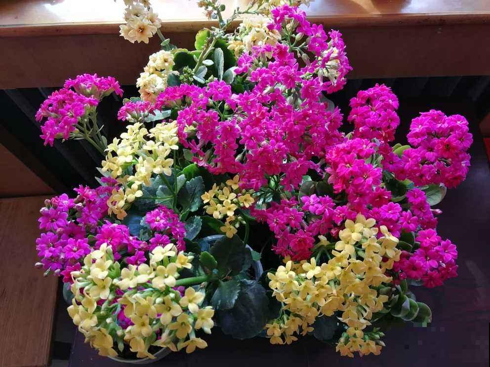 已经2月份了，长寿还没开花？给它套个塑料袋，10天就开花