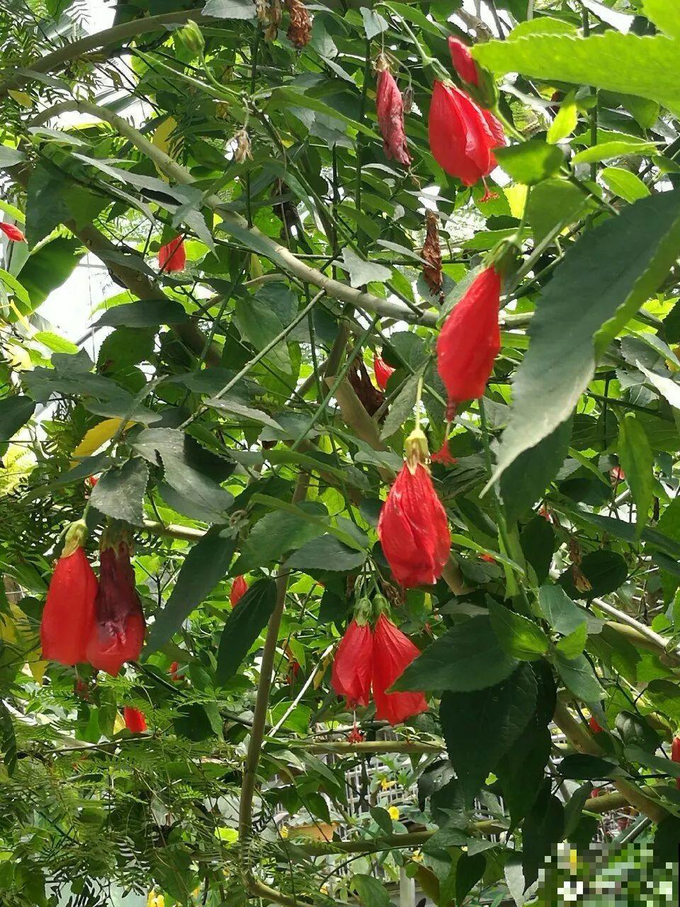 10种过年养的花，花市找不到，谁见了都稀罕！