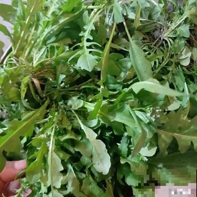 春天野菜赛黄金，教你2种做法，好吃又养生！