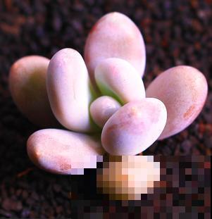 见过这么肥美的多肉吗？团圆粉嫩惹人爱，一盆就击中你的心！