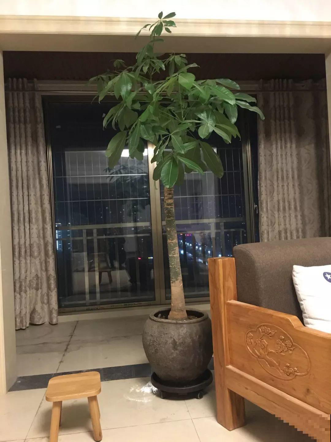 这花长到4米高，顶破屋顶太愁人，砍1刀冒出一圈芽！
