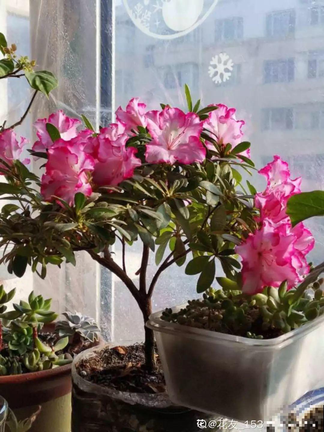这花公认难养，买回家没开两天，叶子发黄全都往下掉！