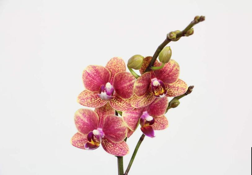 买回来的花，花苞掉一地，原来犯了这个错